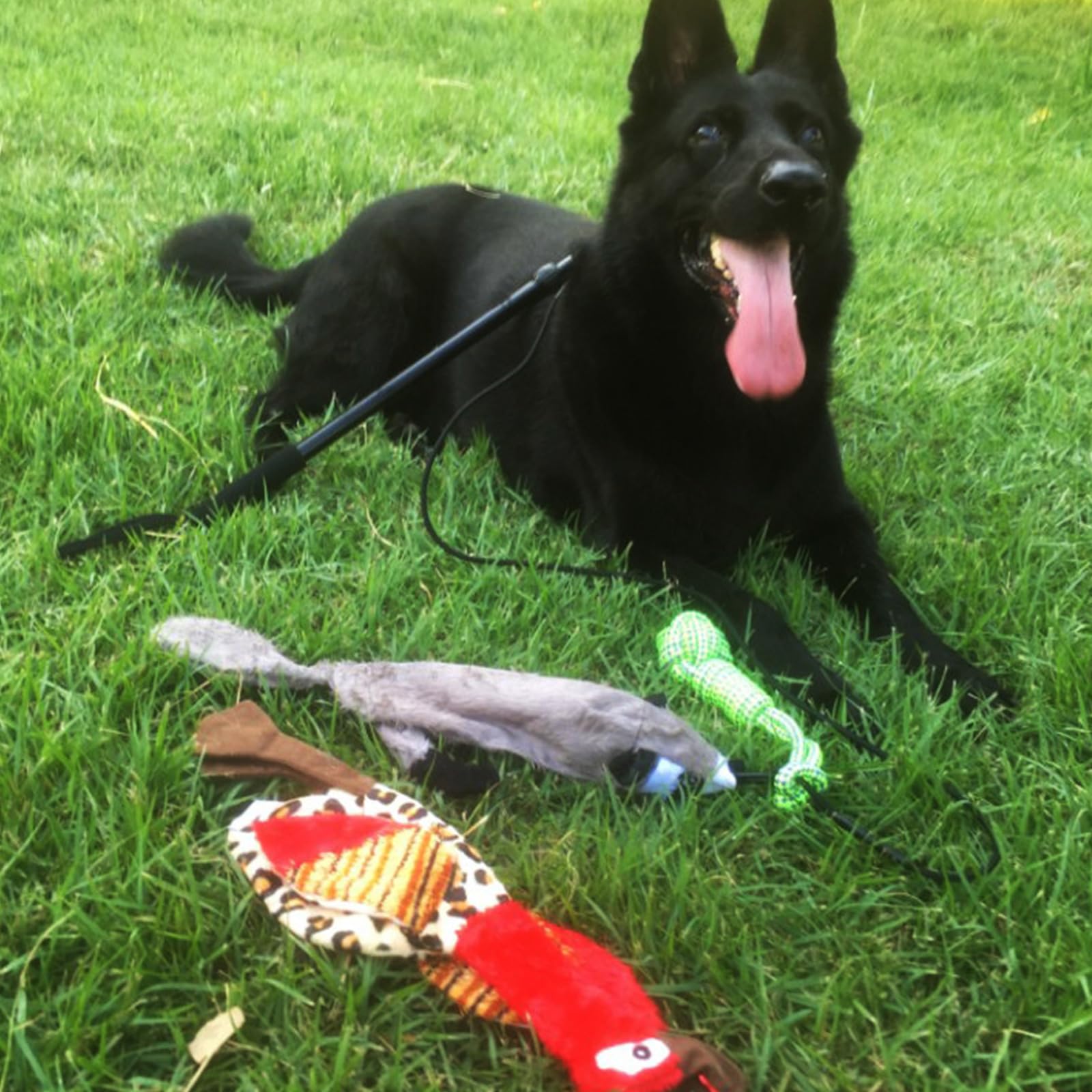 Hunde Streichseil mit ausziehbarer Stange und Sicherheitsnylon zum interaktiven Spielen des Hundes mit ausziehbarer Stange und Nylon