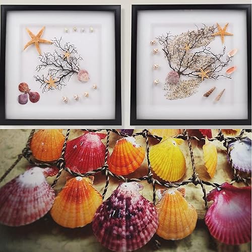 Miniatura 6 de 135 conchas marinas mixtas de playa, conchas marinas de playa, conchas naturales de varios tamaños para manualidades, fabricación de velas, fiesta