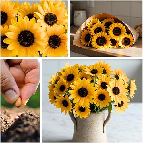 Miniatura 3 de Semillas de girasol de aceite negro para plantar, más de 100 semillas, fabricadas en Estados Unidos, atraen pájaros, producen aceite de girasol