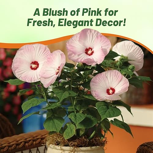 Miniatura 6 de Outsidepride Luna Pink Swirl - Semillas de hibisco - 20 semillas de flores perennes para plantar aptas para polinizadores, flores grandes y