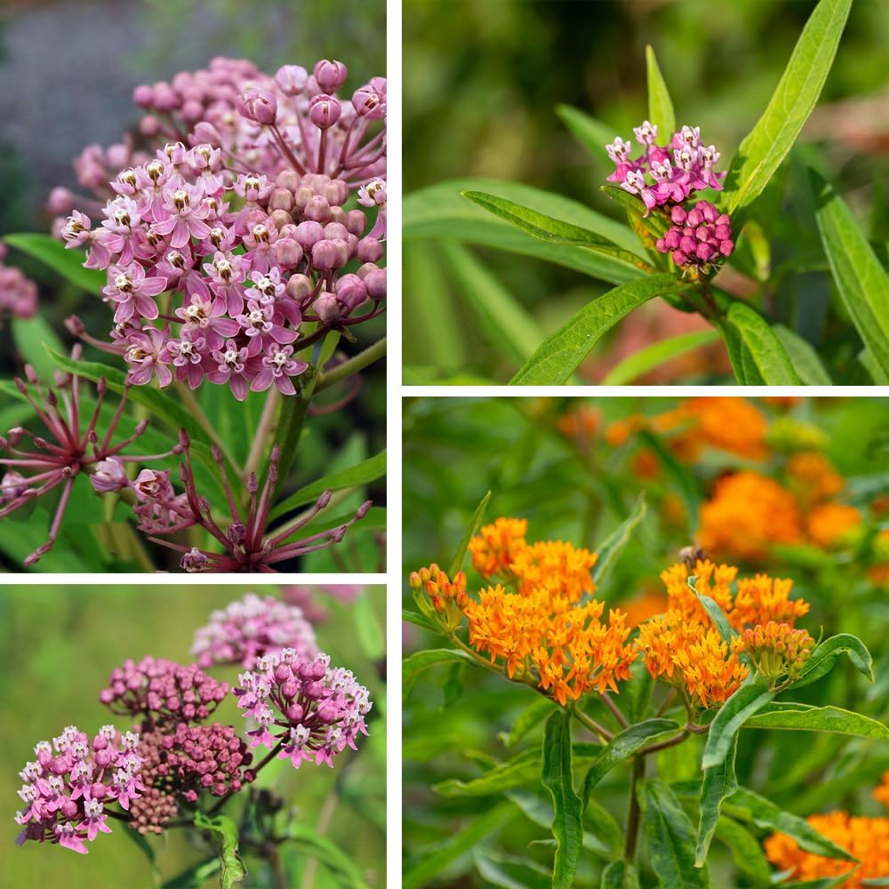 Milkweed Seeds for Monarch 6 Pack of 200 Seeds Heirloom Untreated Wildflower Seed Pink Swamp Showy Butterfly Common Swamp Blood Milkweed - Image 5