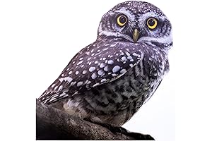 Lifelike Owl Window Clings for Enhanced Privacy