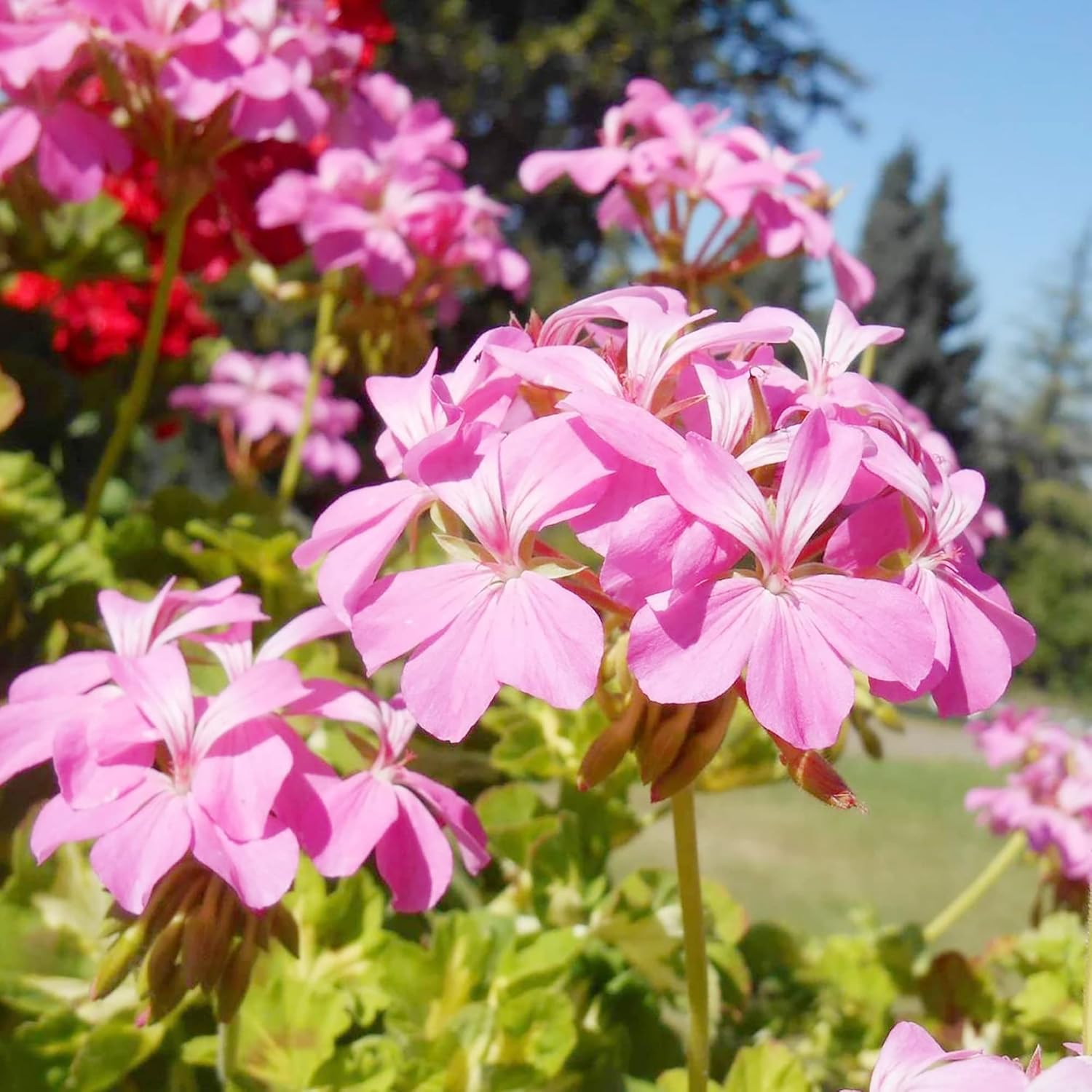 Ivy Geraniums Seeds Climbing Geranium Fast Growing