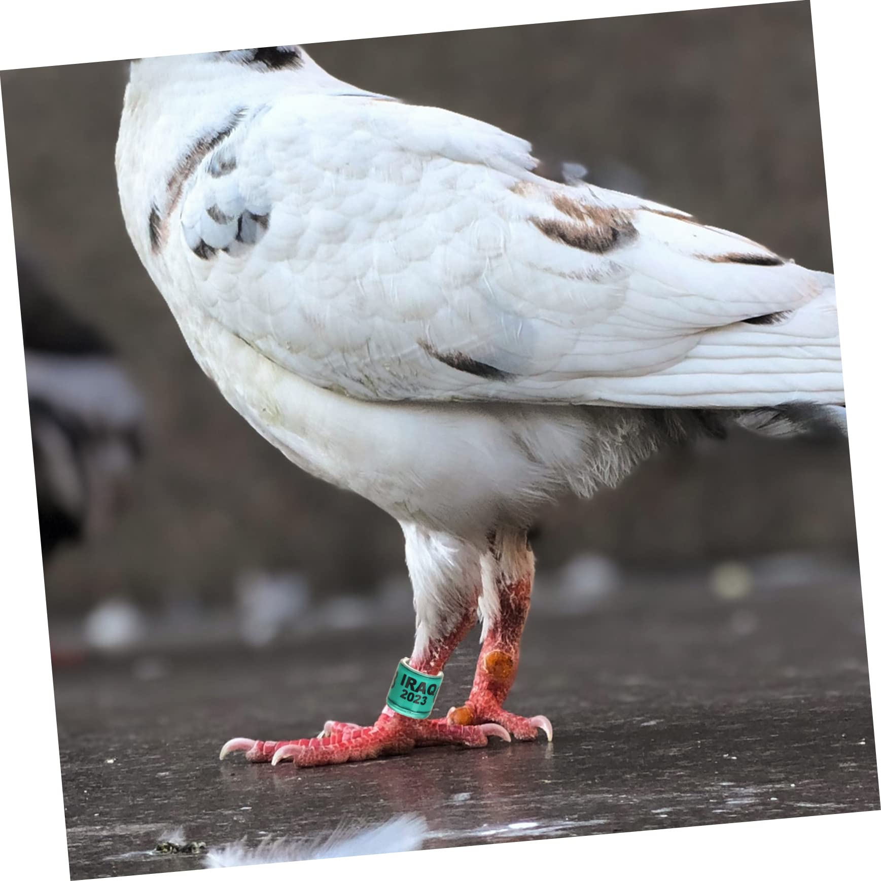 Mipcase 400pezzi Anelli Identificativi per Piccioni da Anelli per Uccelli da Corsa Marcatori Resistente e Pratici Vivaci per Facile Identificazione dei Volatili