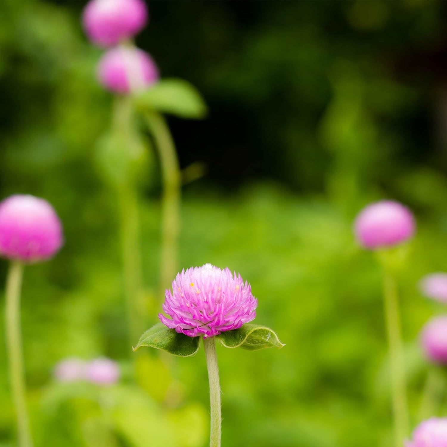 Gnome Series Gomphrena Flower Garden Seeds - Pink - 1000 Seeds - Annual Flower Gardening Seed - Gomphrena globosa