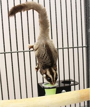 Nectar Pods Holder - Durable Cage Accessory for Nectar Pods - Sugar Gliders, Marmosets, Squirrels, Parrots, Cockatiels, Parakeets, Lovebirds, Birds, Hamsters, Day Geckos, Kinkajous & Other Small Pets