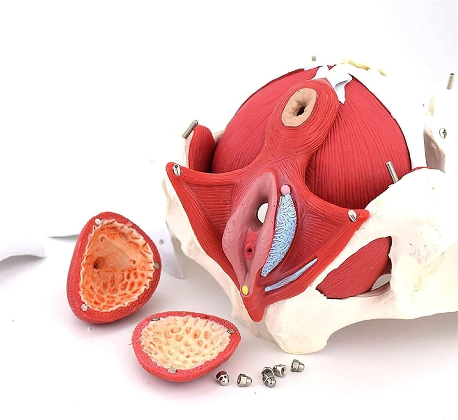 Female Abdominal Anatomy Model with Muscle Organs-Female Pelvis-Pelvic Model-Skeletal Pelvis