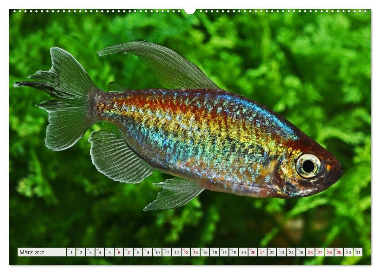 Beliebte Fische der Welt (hochwertiger Premium Wandkalender 2027 DIN A2 quer), Kunstdruck in Hochglanz: Aquaristik - Farbenprächtige Süßwasserfische (CALVENDO Hobbys)