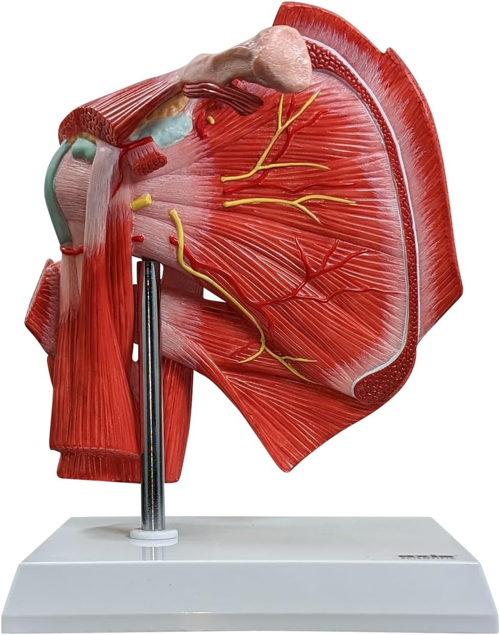 Muscled Shoulder Joint Model – Shows Complete Shoulder Musculature from Rotator Cuff to Subscapular Muscles – Includes Base, Product Manual, Made by Axis Scientific