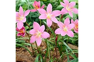 Enchanting Zephyranthes: A Symphony of Vibrant Hues
