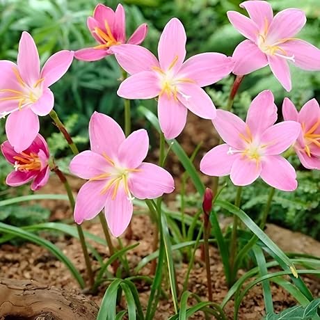 Enchanting Zephyranthes: A Symphony of Vibrant Hues