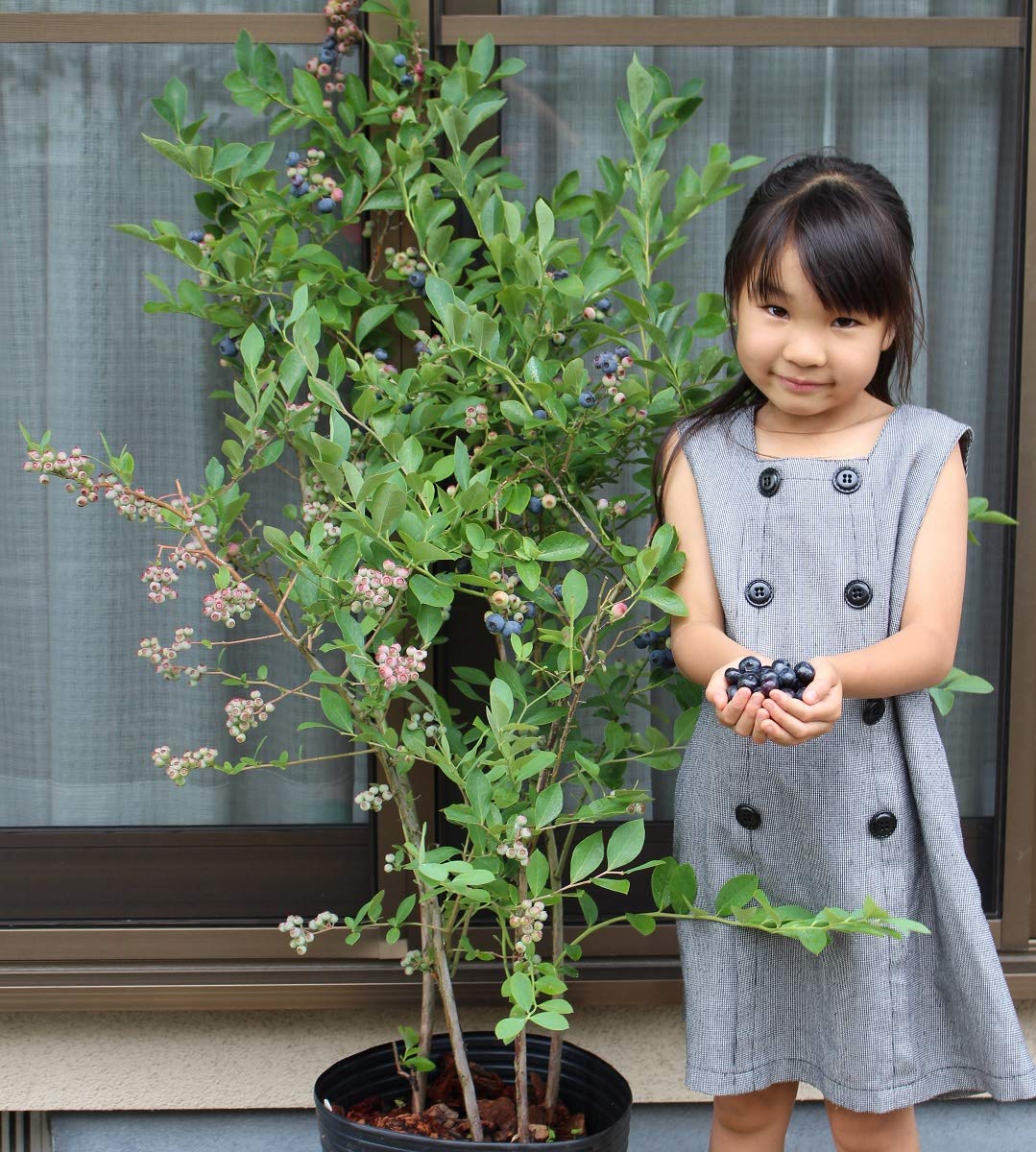 Amazon.co.jp: 実績5年生超特大苗ブルーベリー2品種寄せ植え24cm