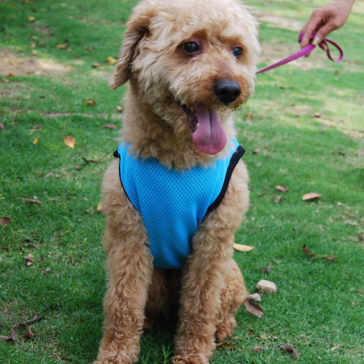 Angoily Gilet Refroidissant Respirant pour Chien Et Chat Vêtement Été Confortable Et Élégant pour Animaux De Compagnie pour Fêtes Et Photos