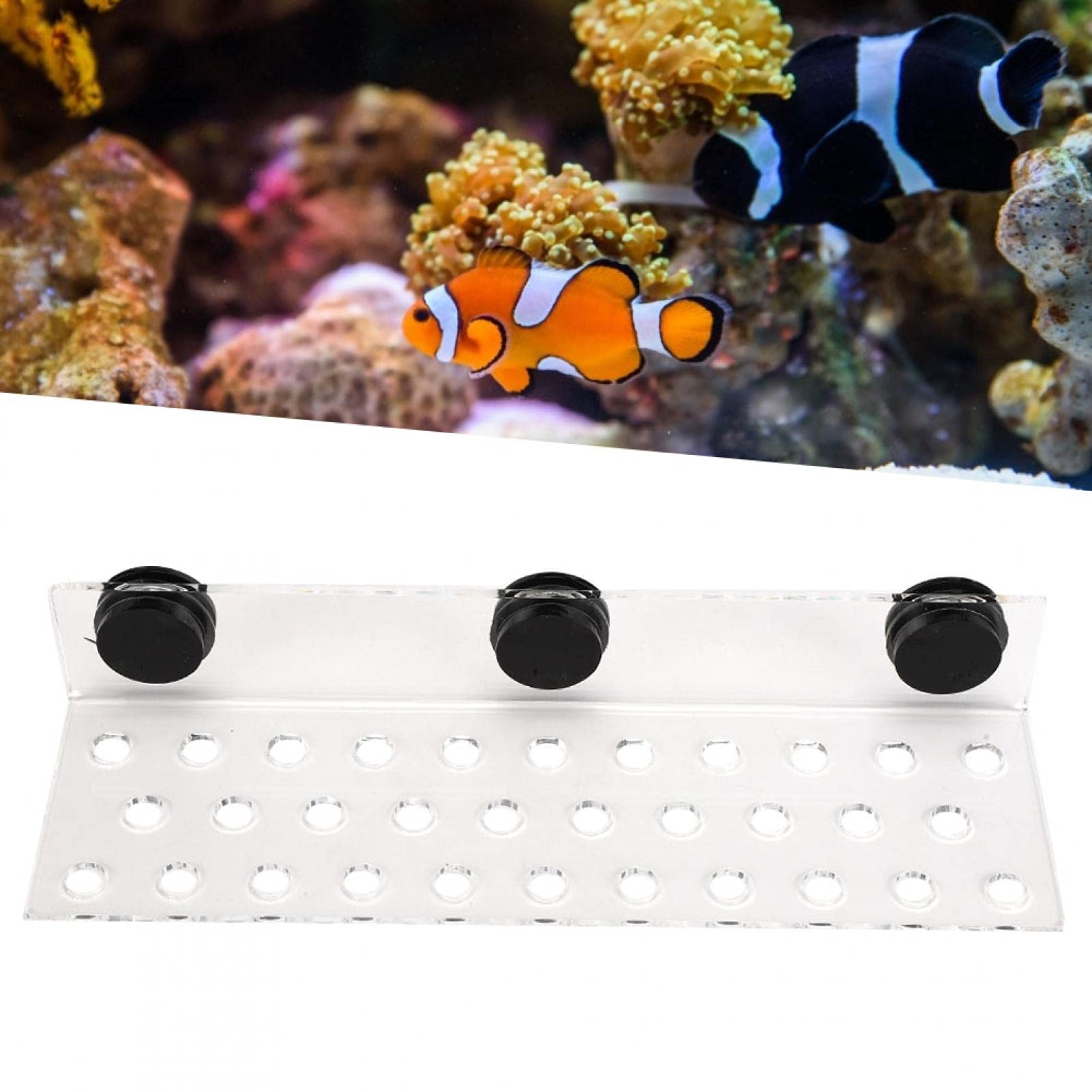 Coral Rack Acuario de acrílico magnético Coral Frag Rack Soporte Base Transparente Tanque de peces Coral Frag Holder Soporte(32 Hole)