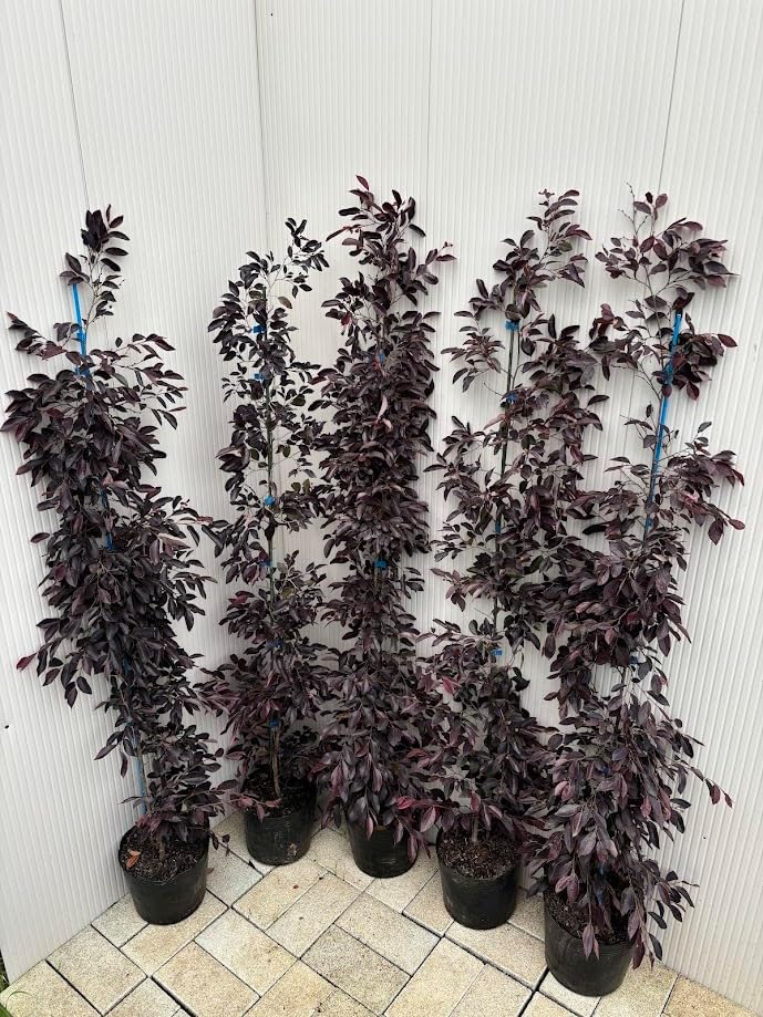 ボリューミー パールアカシア 7寸ポット苗 ミモザ 庭木 アカシア