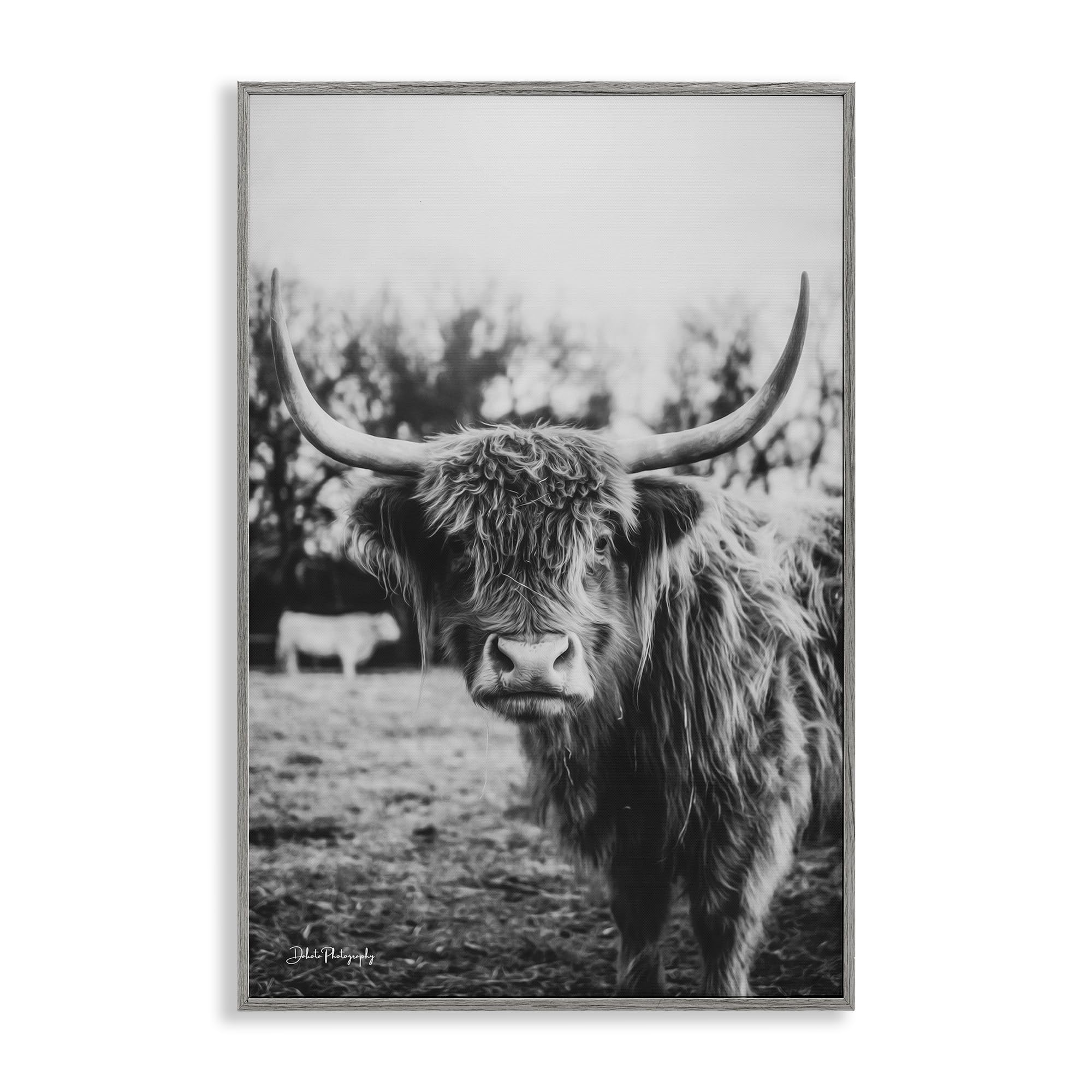 Stupell Industries 'Peering Highland Cattle', Framed Giclee Art, Gray, 20 x 30 Inches, Easy to Hang and Sturdy, Made in USA, by Dakota Diener