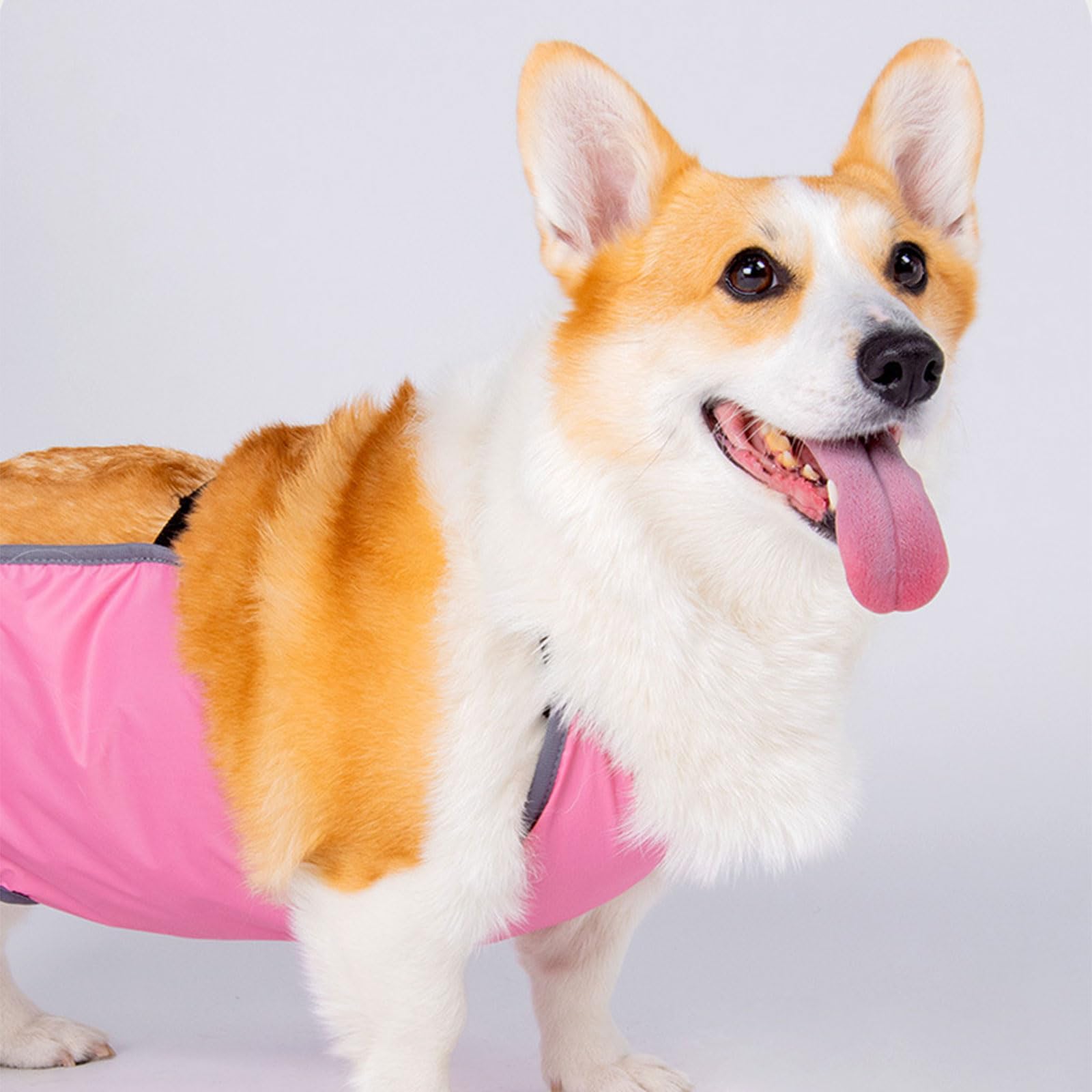 Elastici per la pancia del cane, permeabili, lavabili e regolabili, per cani di piccola e grande taglia