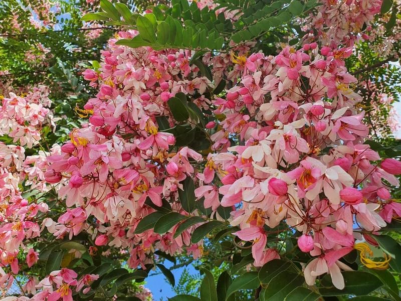 Image of Cassia Javanica Live Plant with Pot | Pink Shower Tree Flowering Plant | Java Cassia Live Tree Plant for Home Garden Balcony Terrace
