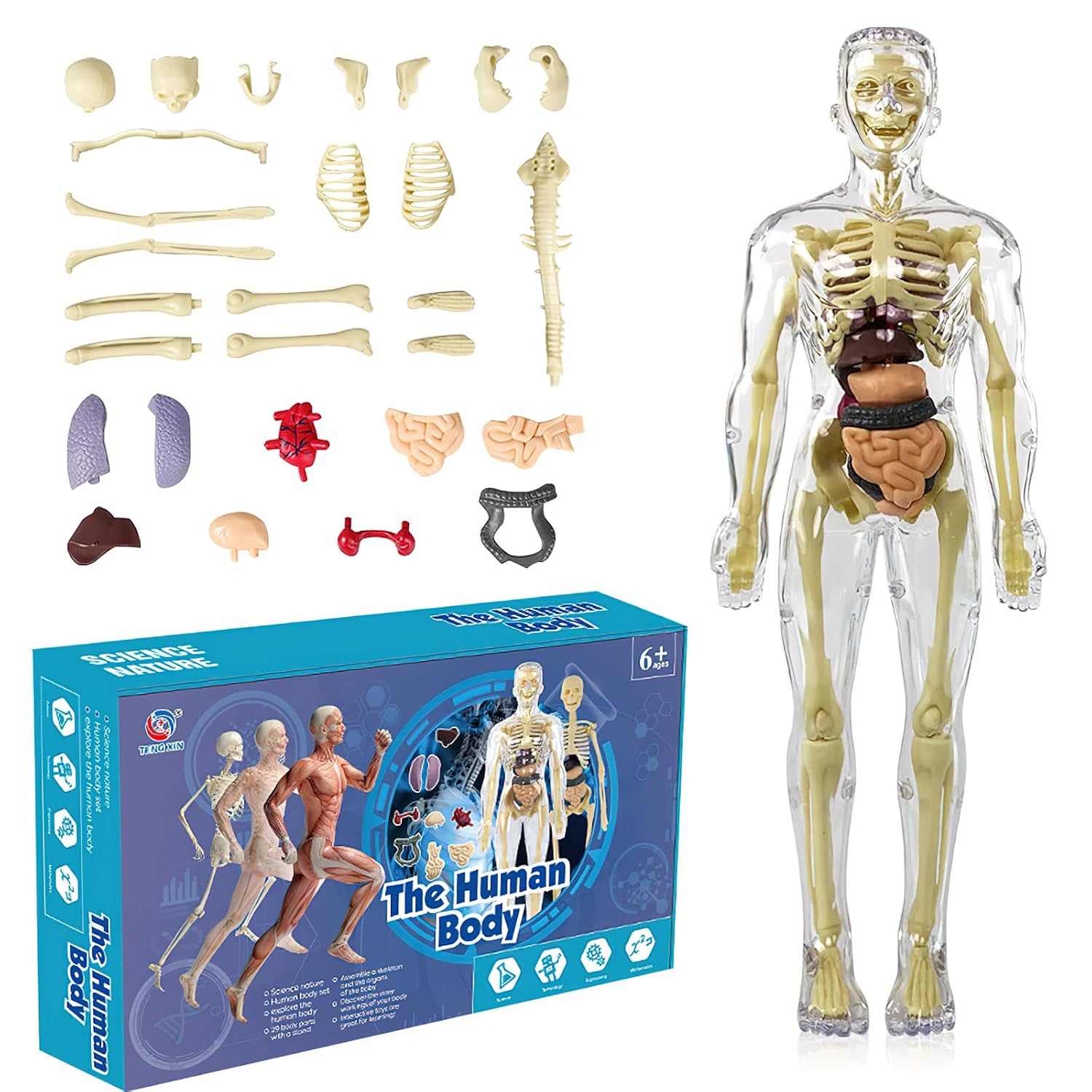 3D Human Body Torso Model Body Anatomy Model Anatomy Model Skeleton