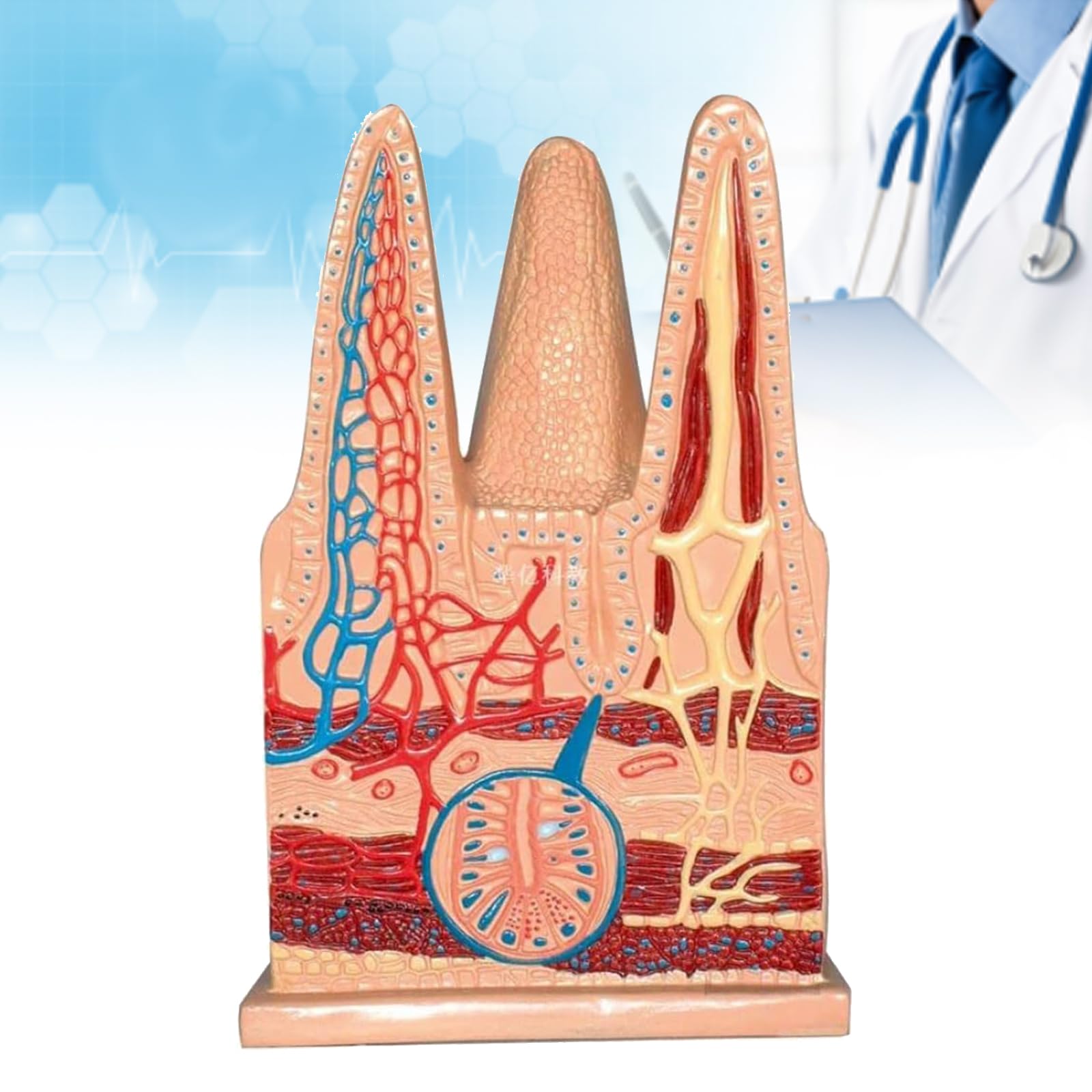 Extended Model Of The Anatomy Of The Villi, Small Intestine Medical Anatomical Human Digestive System Model, For Medical Study Teaching Demonstration