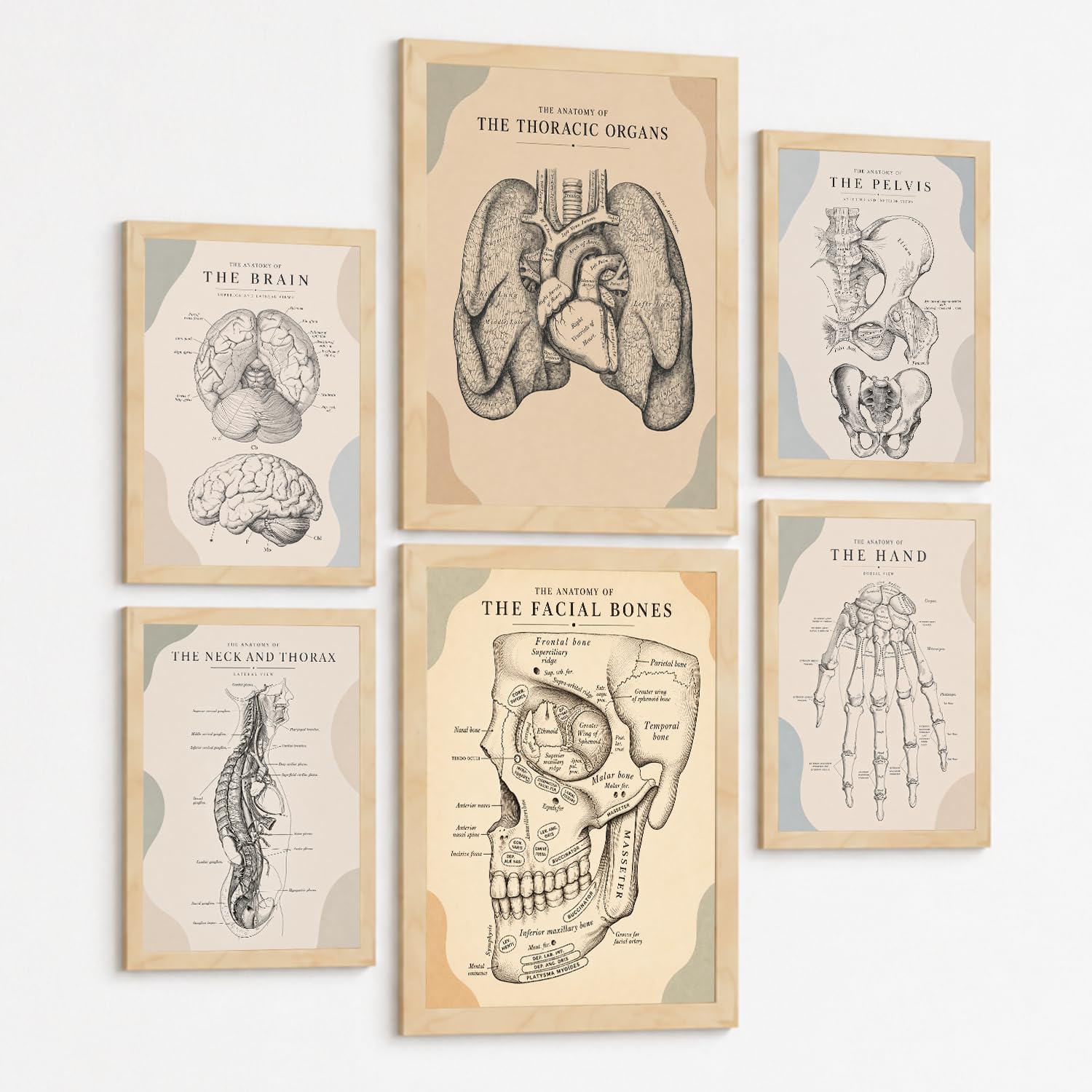 Nacnic Set Of 6 Anatomy Wall Art Prints Medical Posters And Decorative Pictures With Brain Lungs Heart Pelvis Human Hand Facial Bones And Neck Anatomy Medical Office Wall Decor A3 & A4 Black Frame