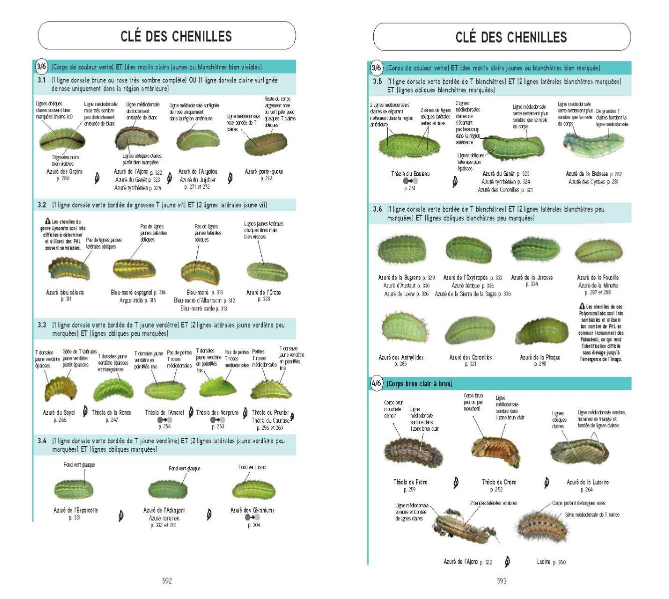Papillons de jour d'Europe occidentale: Identifier tous les Papilionoidea et leurs chenilles