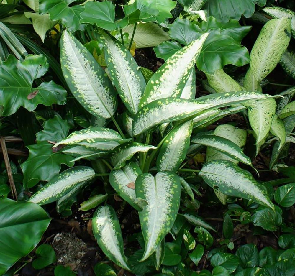 money tree pot size Full Size Money Tree