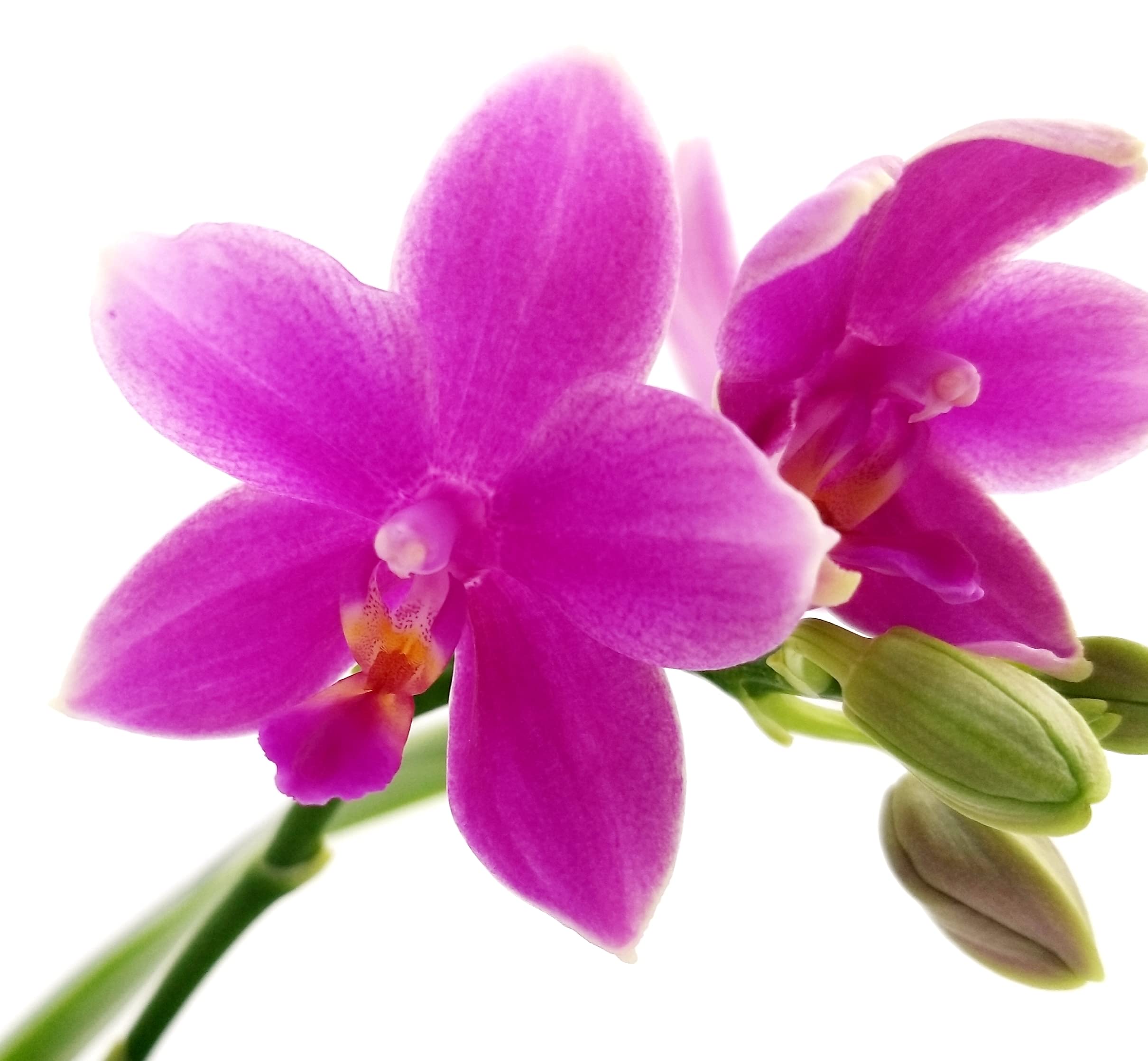 POWERS TO FLOWERS - ORCHIDEA PHALAENOPSIS PROFUMATA, LIODORO, LOVE POTION, Pianta Vera