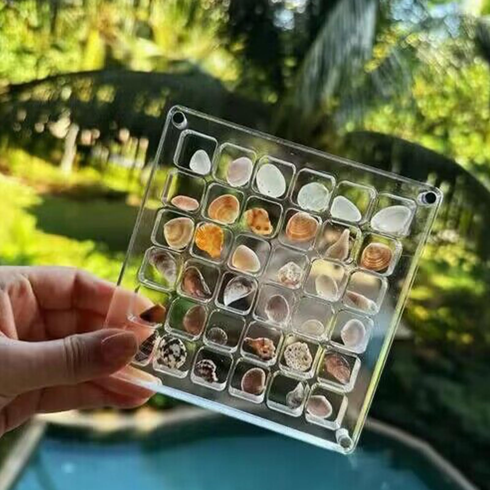 Jazuaiao Shell Display Organizer with Adhesive Sturdy Acrylic Container for Enthusiasts Collectors Exhibition Hall Cabinet