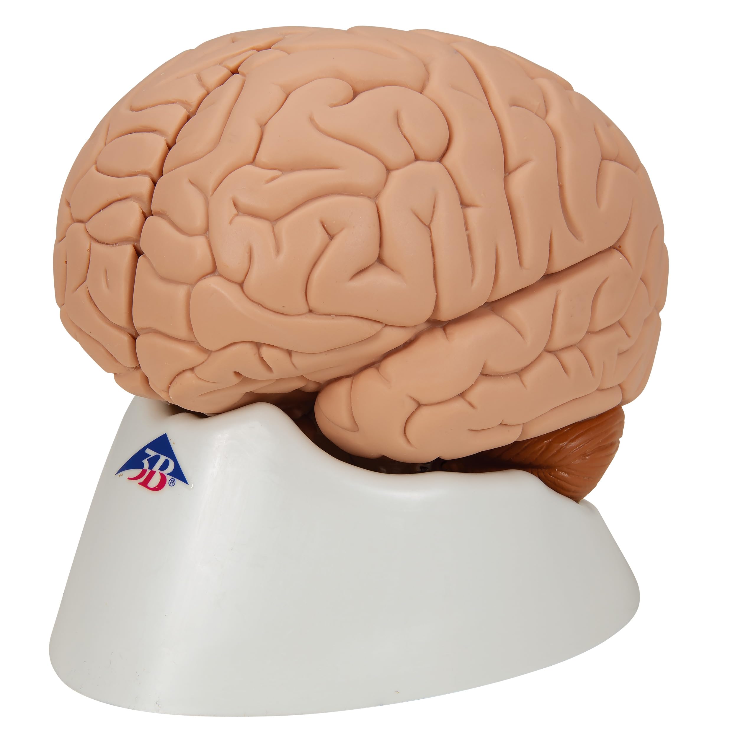 脳模型 医学 3B 9分解モデル ドイツ製 脳模型 医学 3B 9分解モデル ドイツ製 - メルカリ