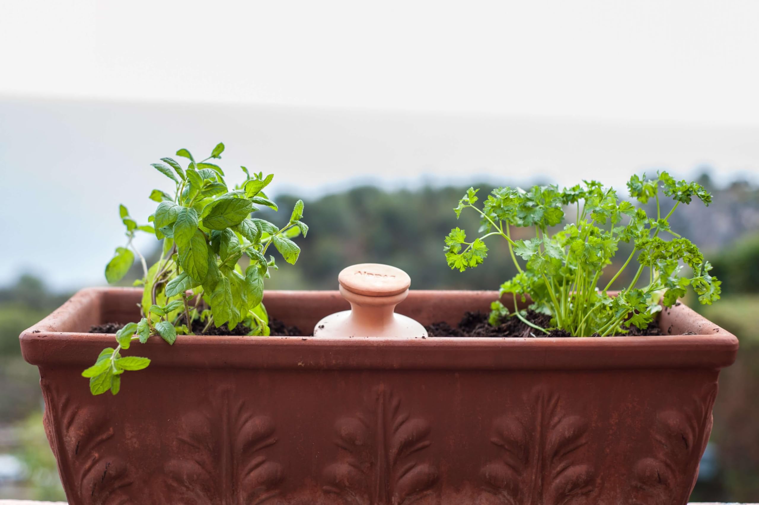 3 Oyas à Enterrer 500 ML en Terre Cuite Naturelle avec Couvercle – Arrosage Automatique Écologique pour Plantes d’Intérieur et d’Extérieur – Autonomie Jusqu’à 1 à 2 Semaines