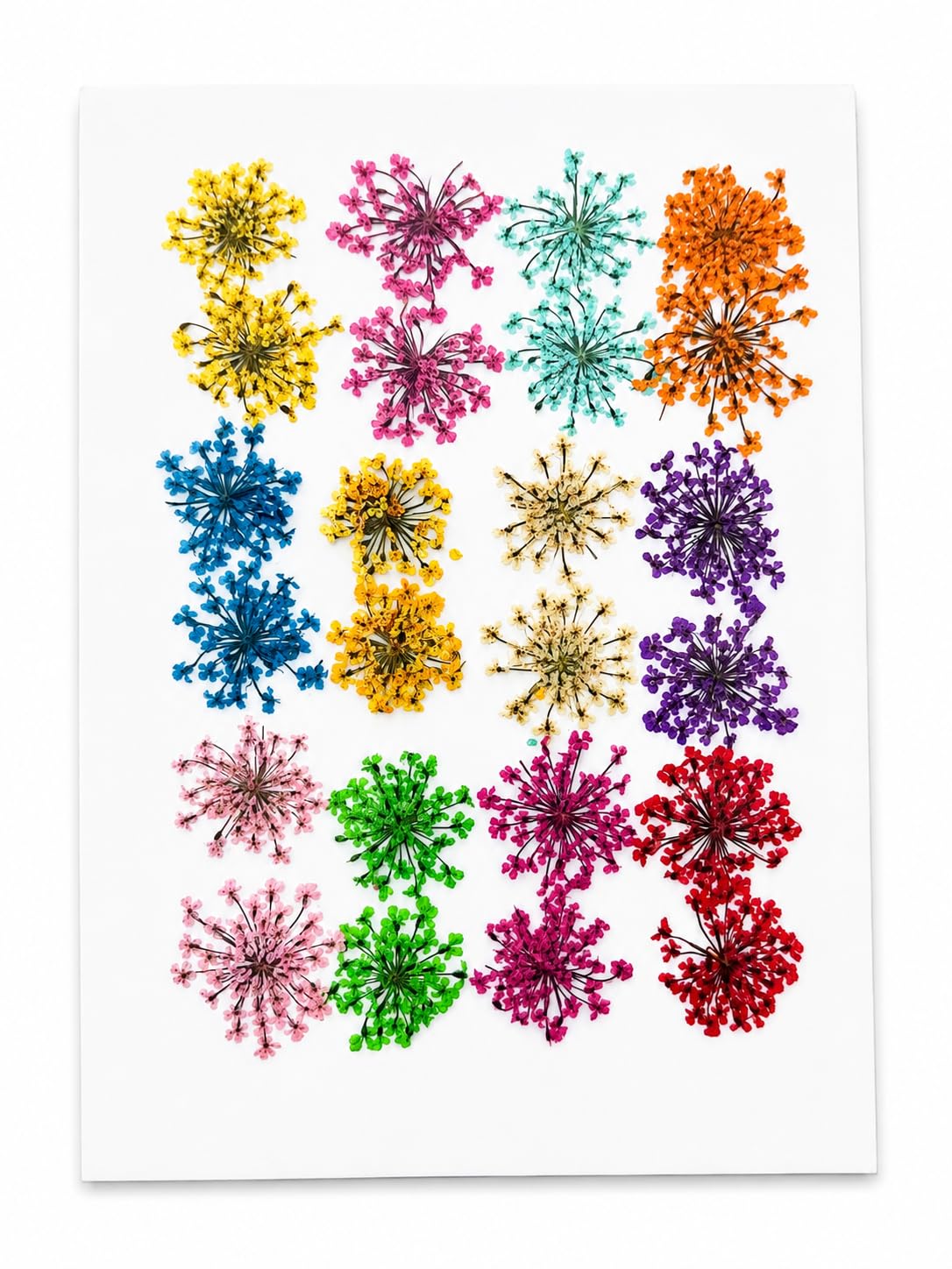 Natural Real Pressed Dried Flowers for Art & Craft 24pc Mini Mix | Soap & Candle Decor, Resin & Nail Art, Jewellery & Pendants, Potpourri Use, Epoxy Compatible-image-4