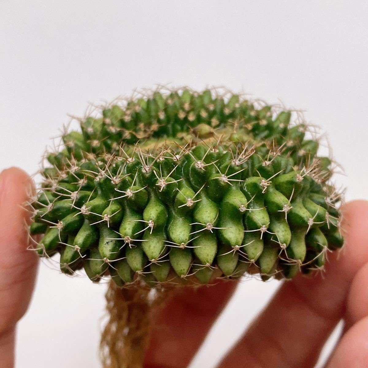Amazon.co.jp: 多肉植物 サボテン ギムノカリキウムミハノビッチ 緋