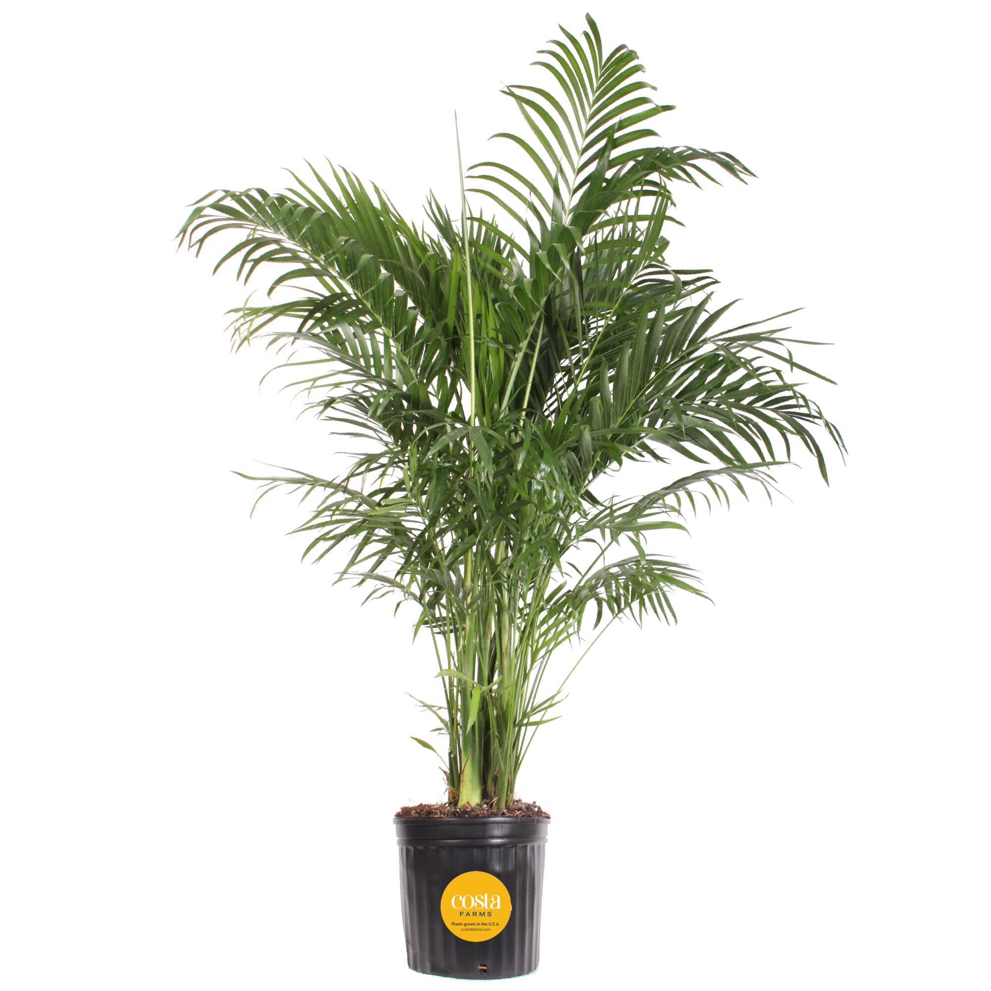 Costa Farms Cat Palm Live Plant