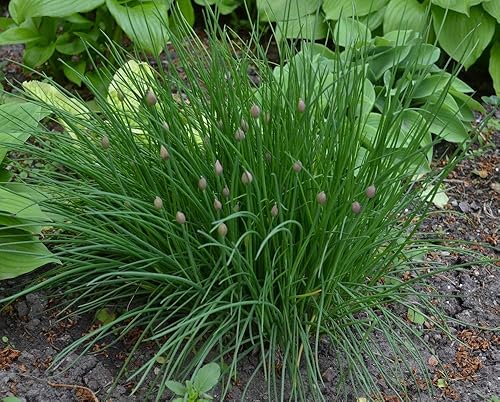 Miniatura 6 de RAISE ME UP Semillas de cebollino verde cebolla sin OMG reliquia