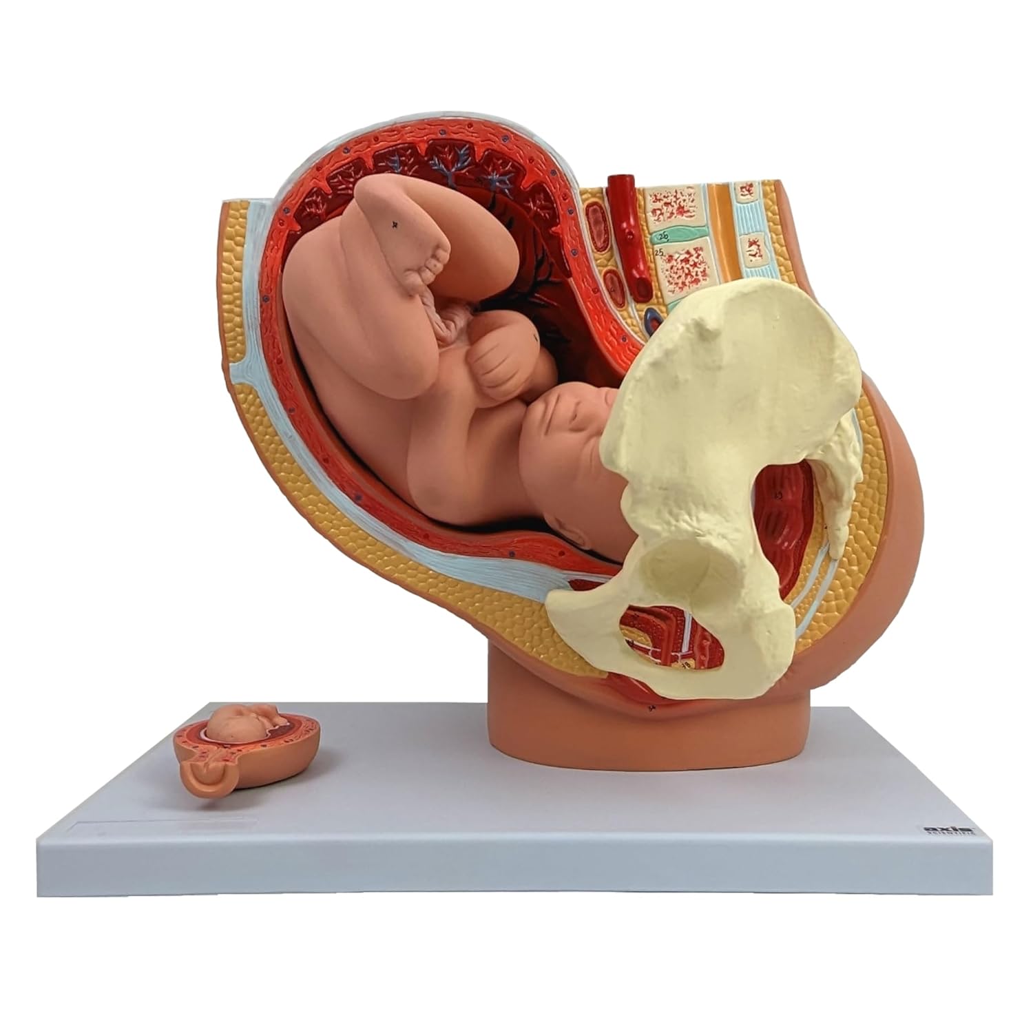Axis Scientific Anatomy Model of Pregnancy Pelvis - Includes a Full-Term Removable Fetus Model, Anatomy of The Placenta and More Than 40 Anatomical Landmarks