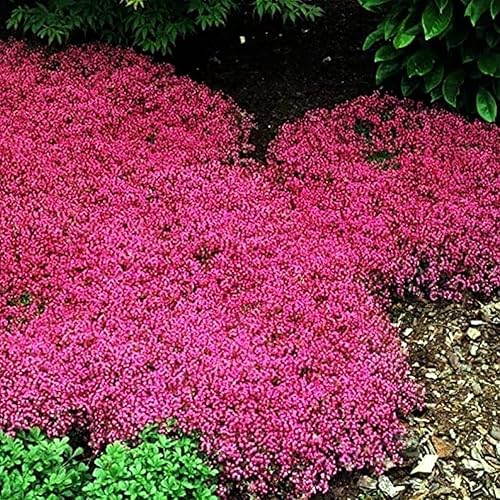 Miniatura 4 de Semillas de tomillo 2000 mezcla de semillas rastreras rojas para plantar, flor perenne común de timo lanudo enano y elfín