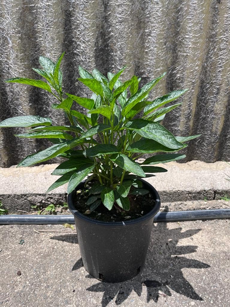 SOLANUM MURICATUM, Pianta di Melone Pepino, vs16, frutto Pepino