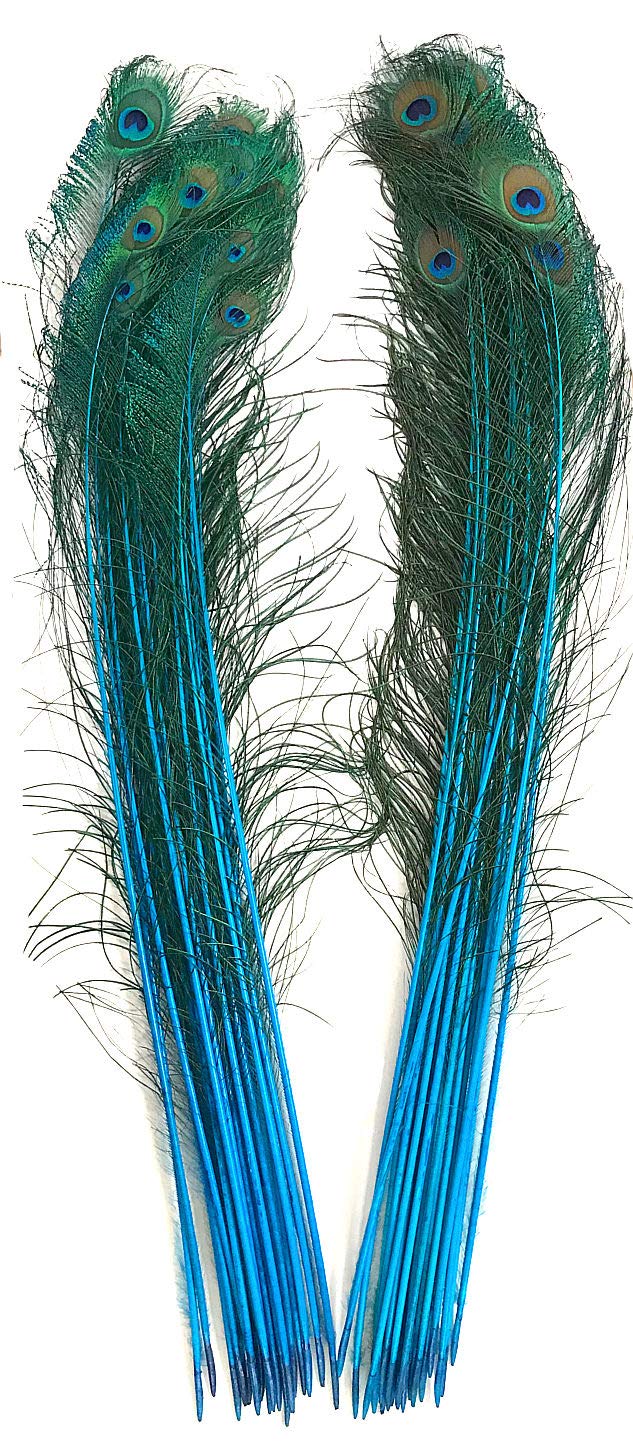 American Feathers Peacock Swords with Eyes 30-35" (Turquoise)