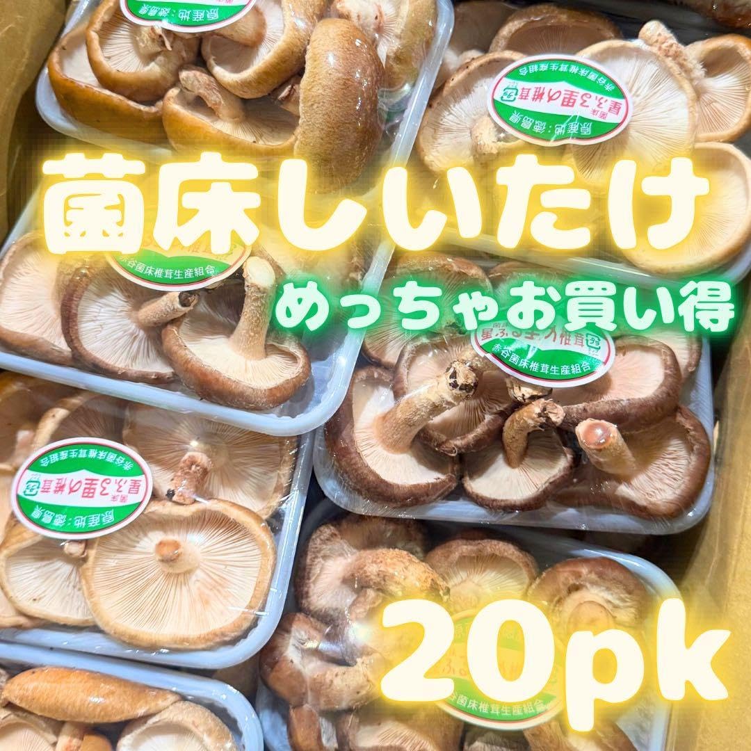 椎茸 しいたけ 菌茸 14