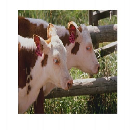 Cattle Adjusted Yearling Weight Calculator