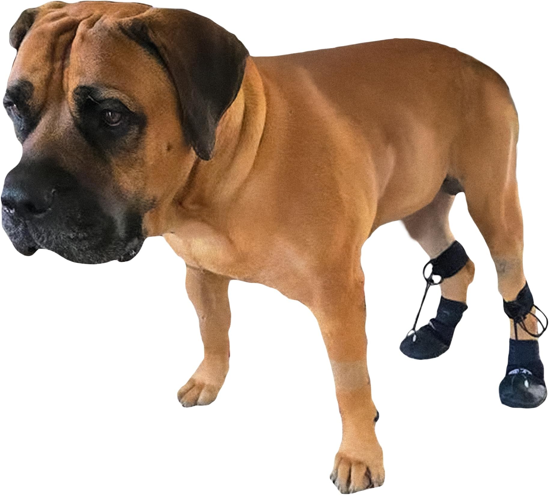 WALKABOUT™ Toe'sUP No Knuckling Boot Brace for Dogs Dragging Paws | Corrective Dog Shoes to Safely Lift Toes