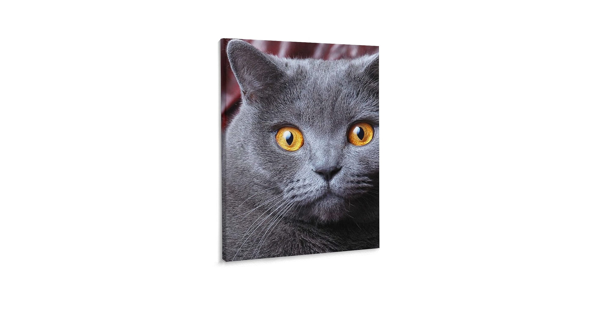 Amazon.co.jp: 猫 ブリティッシュ・ショートヘア アートパネル 絵画