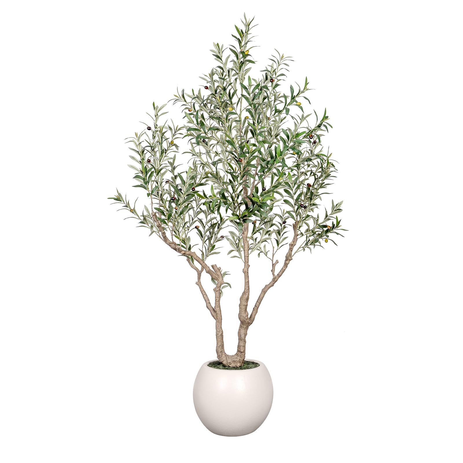 VIVATREES Olive Tree 7ft