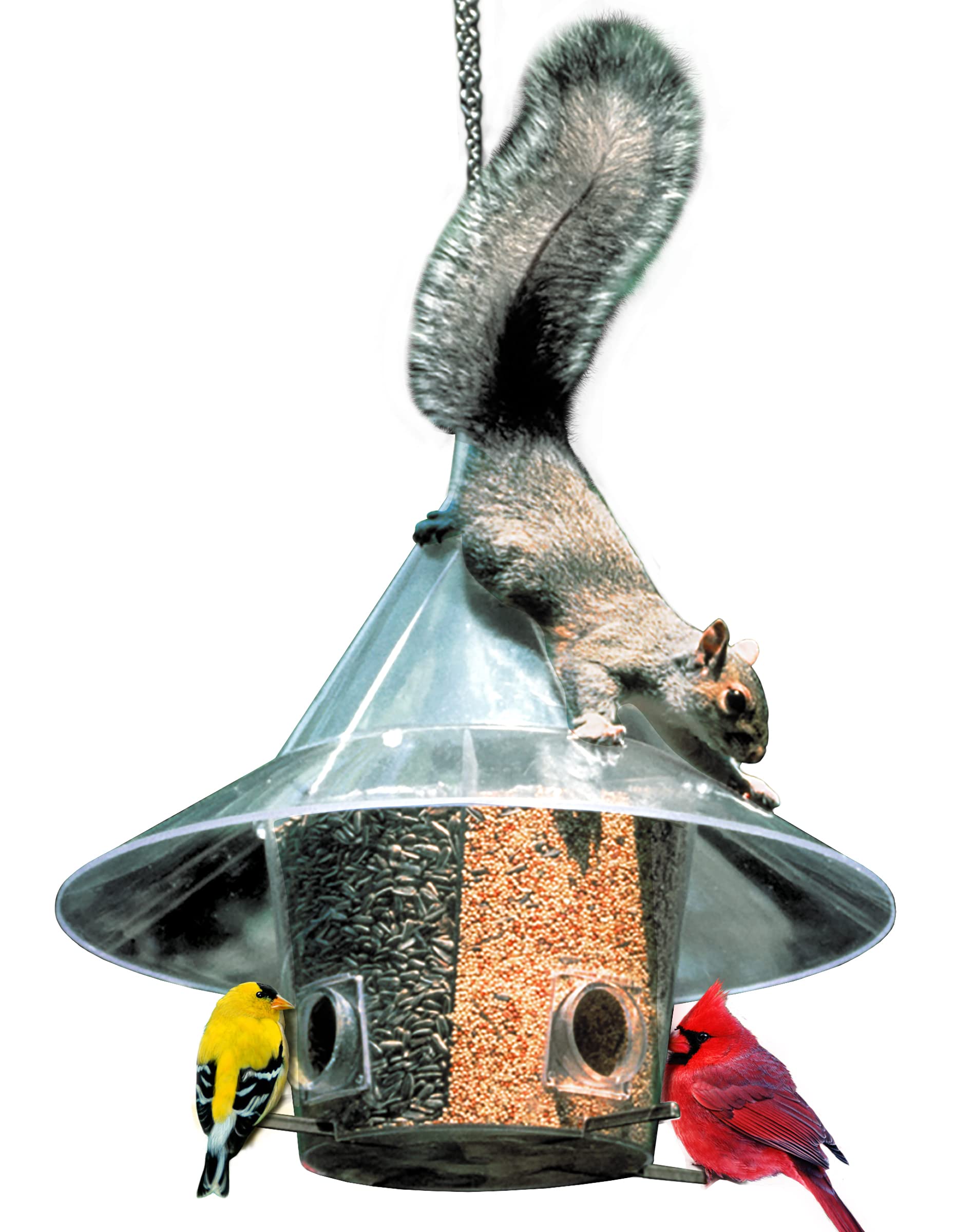Amazon.com : Mandarin Bird Feeder with Perches and Dividers, Four Seed