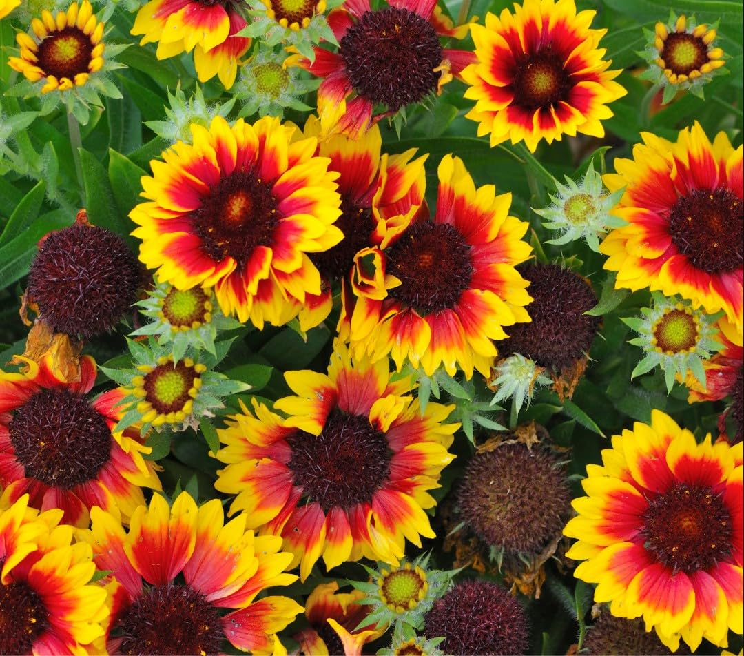 Firewheel; Coperta Indiana, Coperta Di Semi Indiana, Sundance - 400 Semi - Gaillardia Pulchella – Garden Seeds Market | Spedizione Gratuita - Foto 8