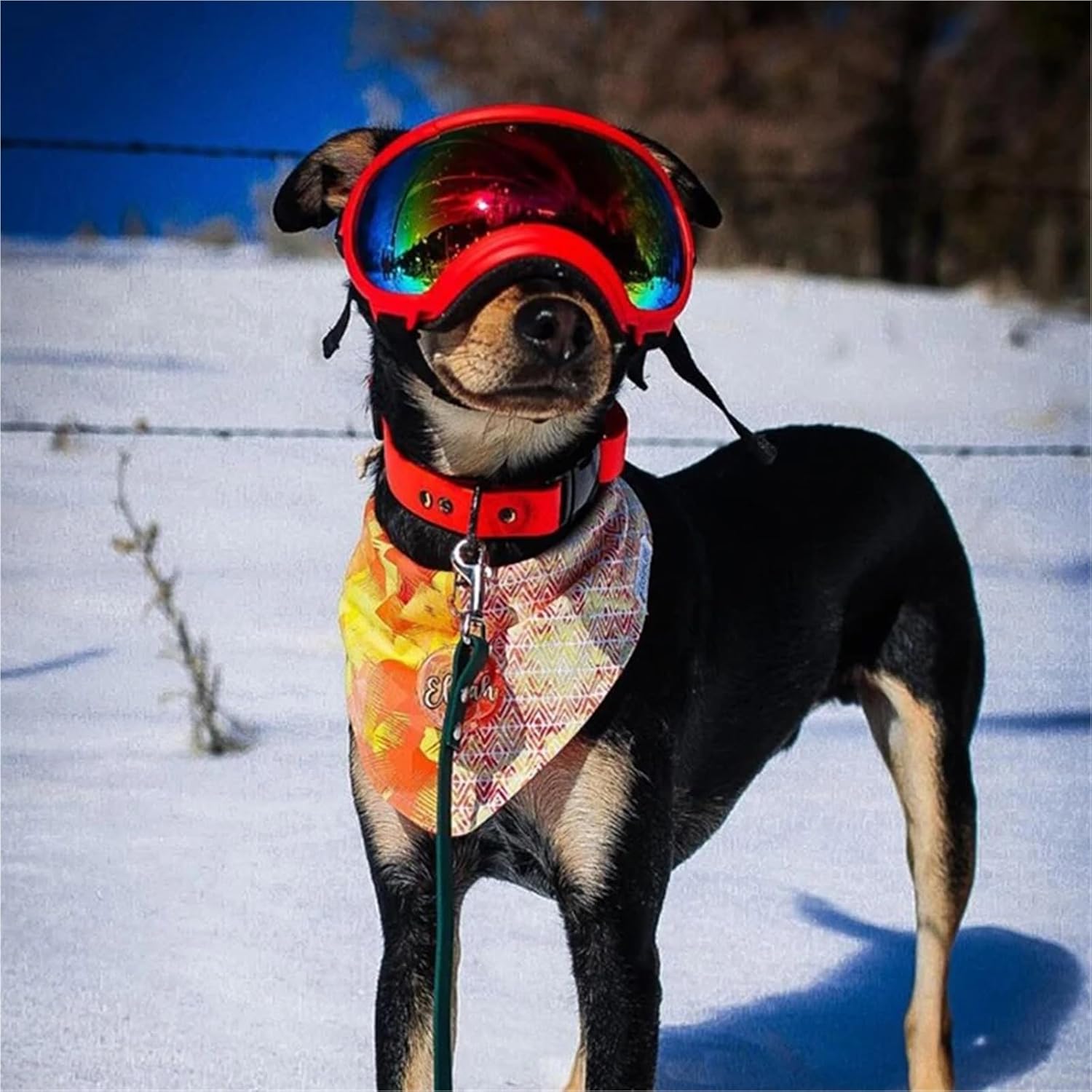 Dog Goggles Non-Sunglasses | Adjustable Windproof Pet Eyewear for Travel Protection