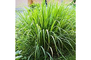 1000+ Lemongrass Plant Seeds - Grow Your Own Aromatic Herb Garden