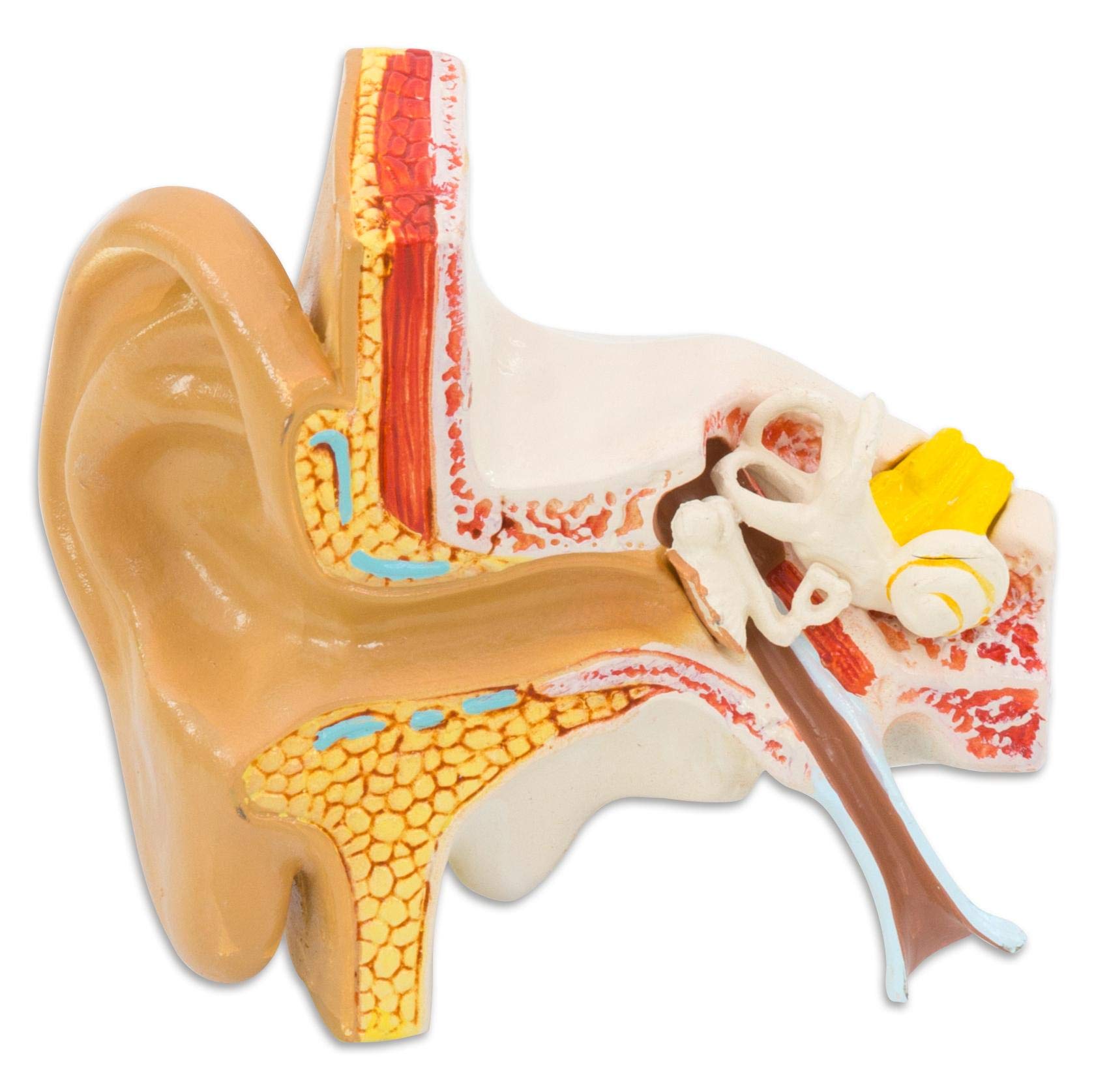 Erler-Zimmer E220 Ear Model, 1.5x Scale