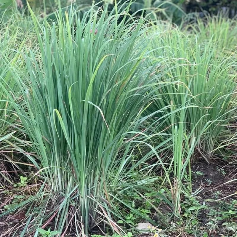 Miniatura 6 de Juego de 5 plantas de limoncillo, planta viva de hierba de limón de 5 a 8 pulgadas, tallos completamente enraizados